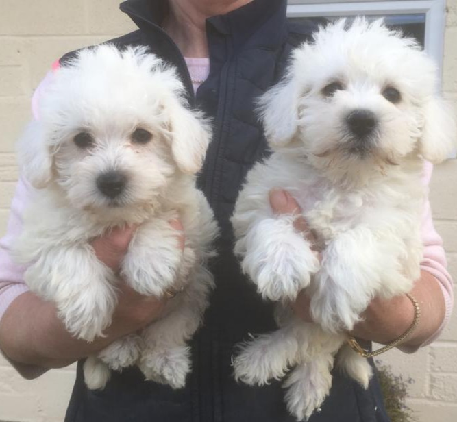 Westiepoo puppies 2024