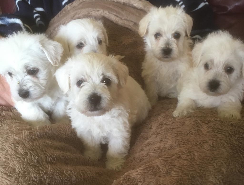 Westiepoo Litters | Gayener Kennels